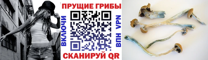 Галлюциногенные грибы Psilocybe  Белоярский 
